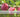 blommetræ guide