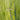 Nematoden gegen Stängelbohrerlarven 300-500 qm
