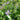 Blumen- und Bestäuberstreu mit Gras 10 kg