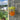 Wespenfalle 2 Stk